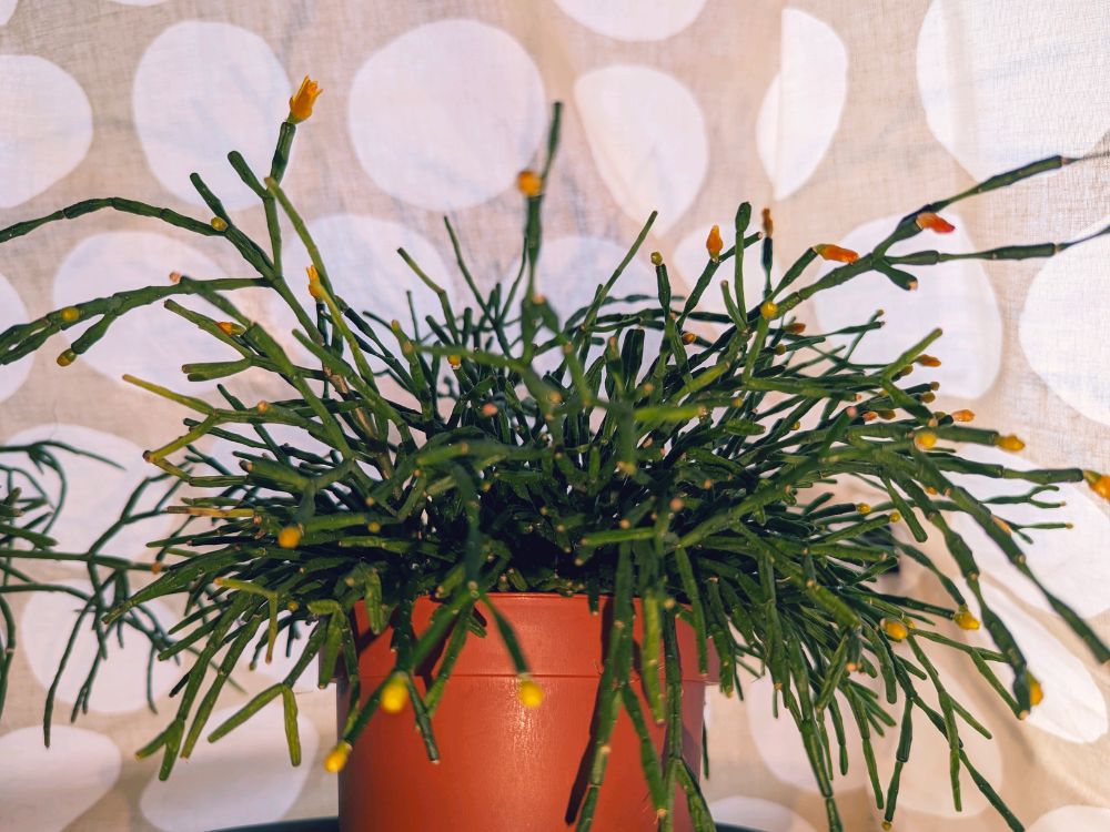 リプサリスの種類図鑑｜初心者にもおすすめ！人気の品種を写真で紹介