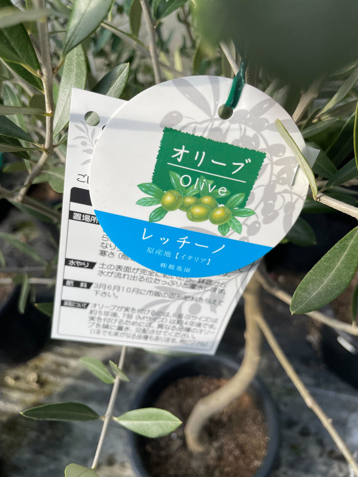 香川で育ったオリーブの木 8号 鉢カバーセットの通販 | GreenSnap