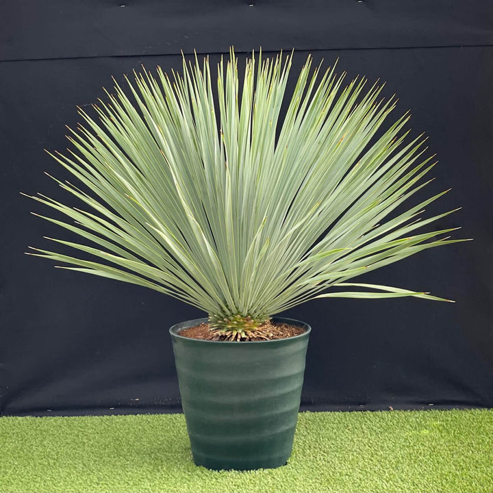 ユッカ・ロストラータ 8号 【国内栽培】の通販 | GreenSnap STORE