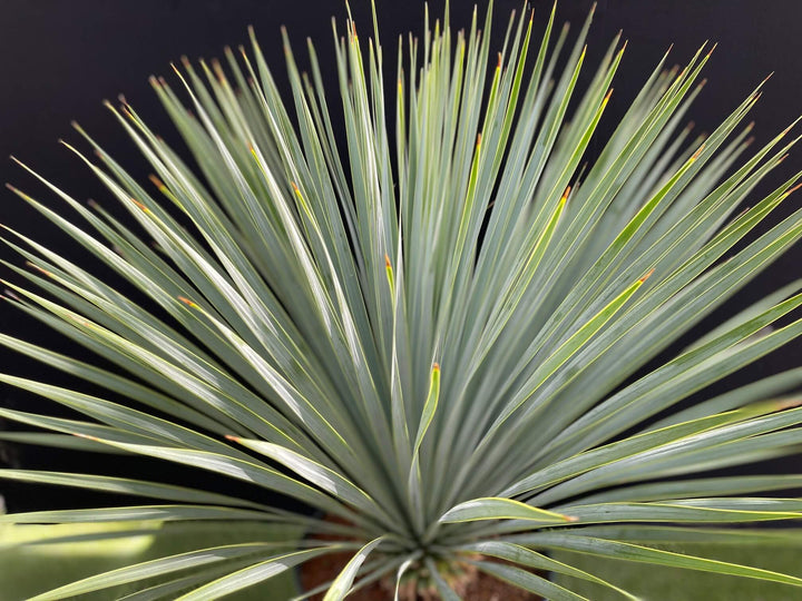 ユッカ・ロストラータ 8号 【国内栽培】の通販 | GreenSnap STORE