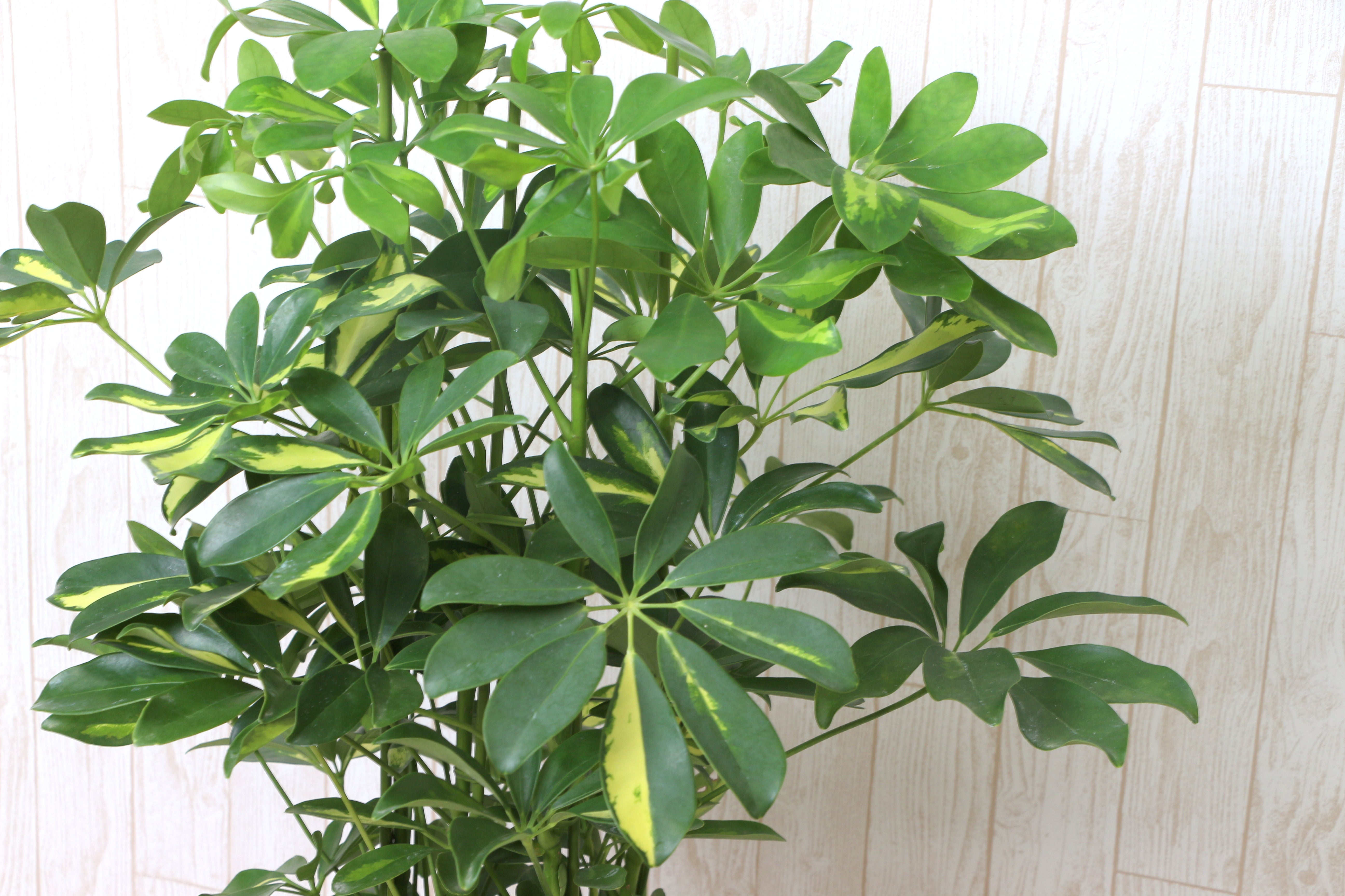 カポック(シェフレラ) 7〜8号の通販 | GreenSnap STORE(グリーン