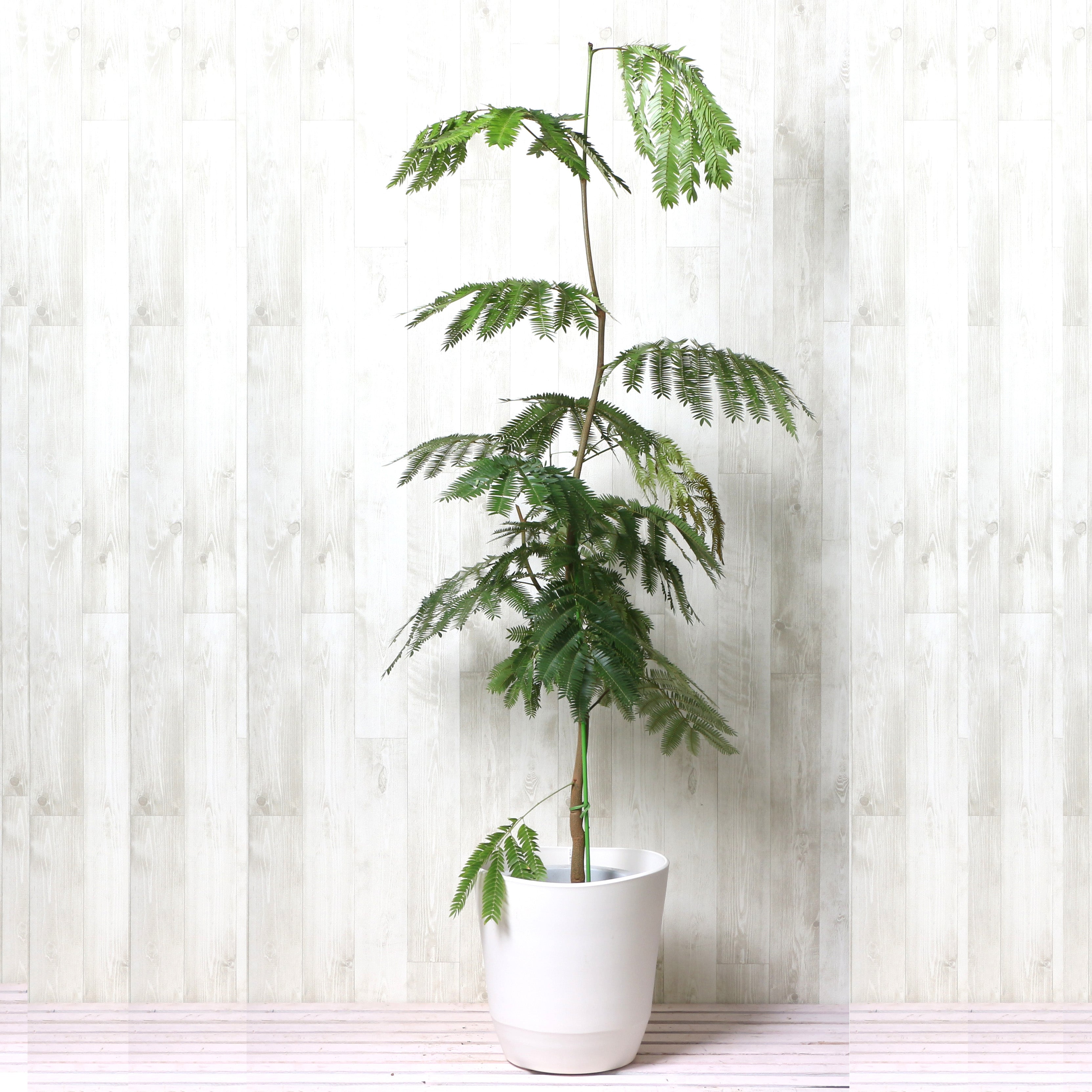 エバーフレッシュの通販 | 観葉植物はGreenSnapSTORE