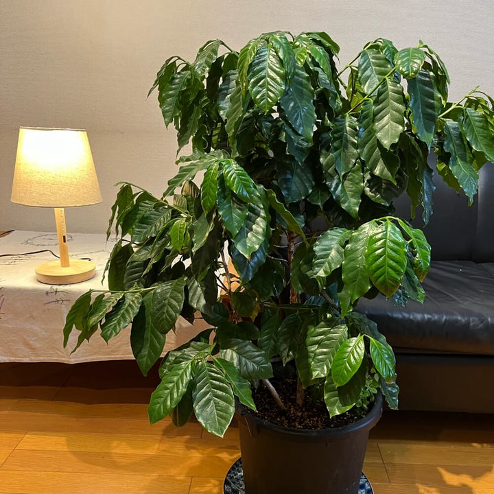 コーヒーの木 7号 1鉢の通販 | GreenSnap STORE(グリーンスナップ