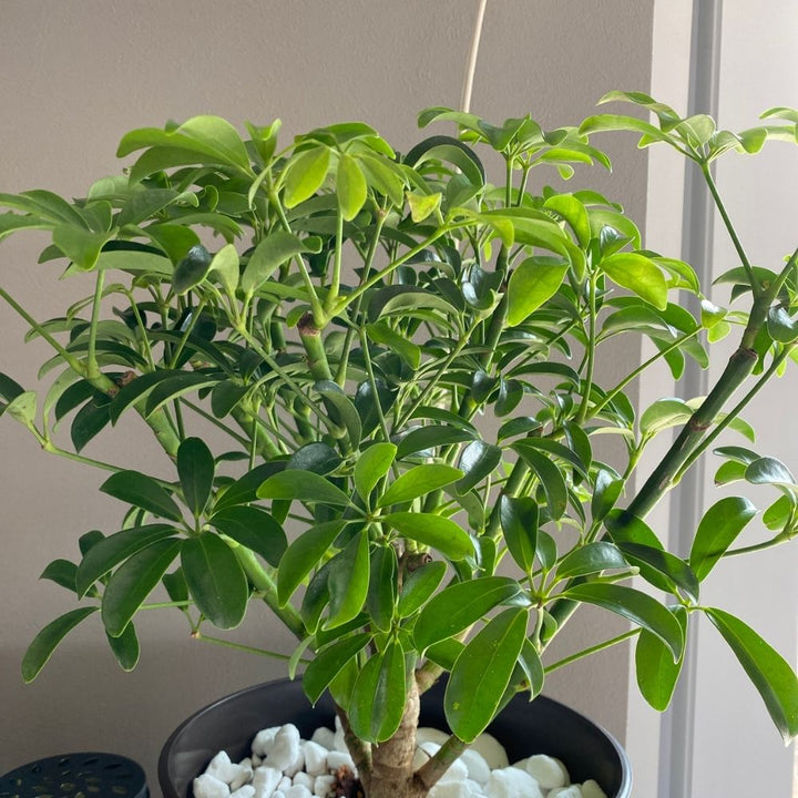 一点物】カポック(シェフレラ) 7号 沖縄の観葉植物 高さ約80~90cm No