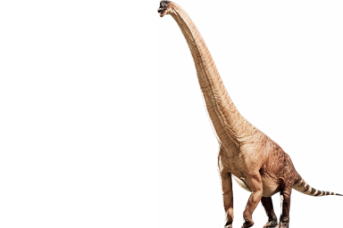 ブラキオサウルス altithorax | 動物図鑑 | 先史時代の王国