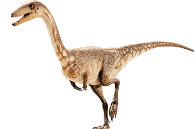 コエロフィシス bauri | 動物図鑑 | 先史時代の王国