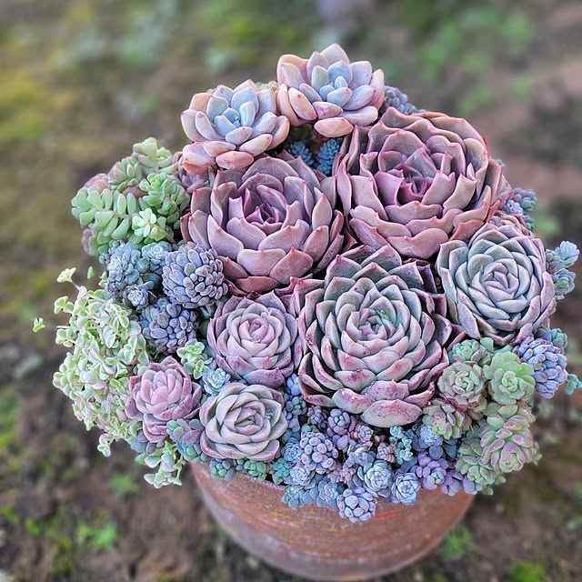 多肉寄せ植え 韓国苗のインテリア実例 ｜ RoomClip（ルームクリップ）