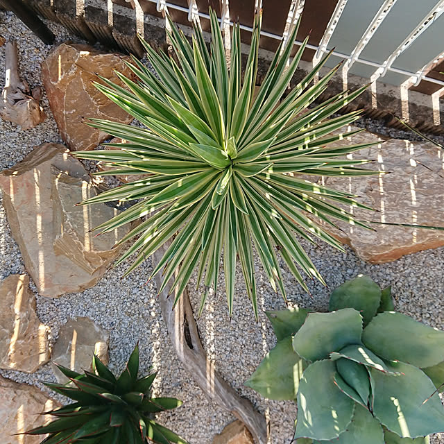 ドライガーデン ユッカアロイフォリアのインテリア実例 ｜ RoomClip