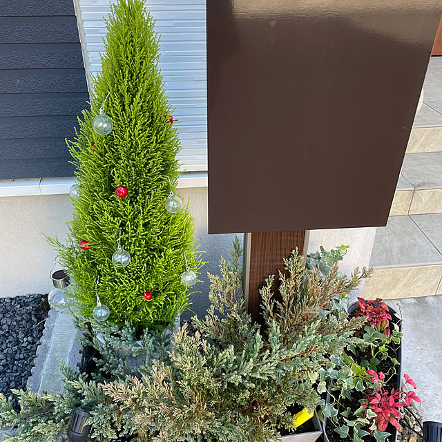 クリスマスツリー コニファーのおすすめ商品とおしゃれな実例