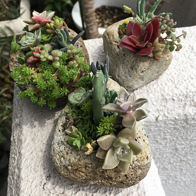 軽石に多肉寄せ植えのインテリア実例 ｜ RoomClip（ルームクリップ）