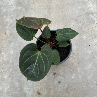 Anthurium King of Spades Ø19 | Limited Leaves - Limited Leaves