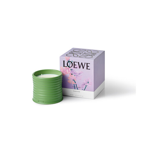 LOEWE Medium Luscious Pea Candle - Proluca Interiors