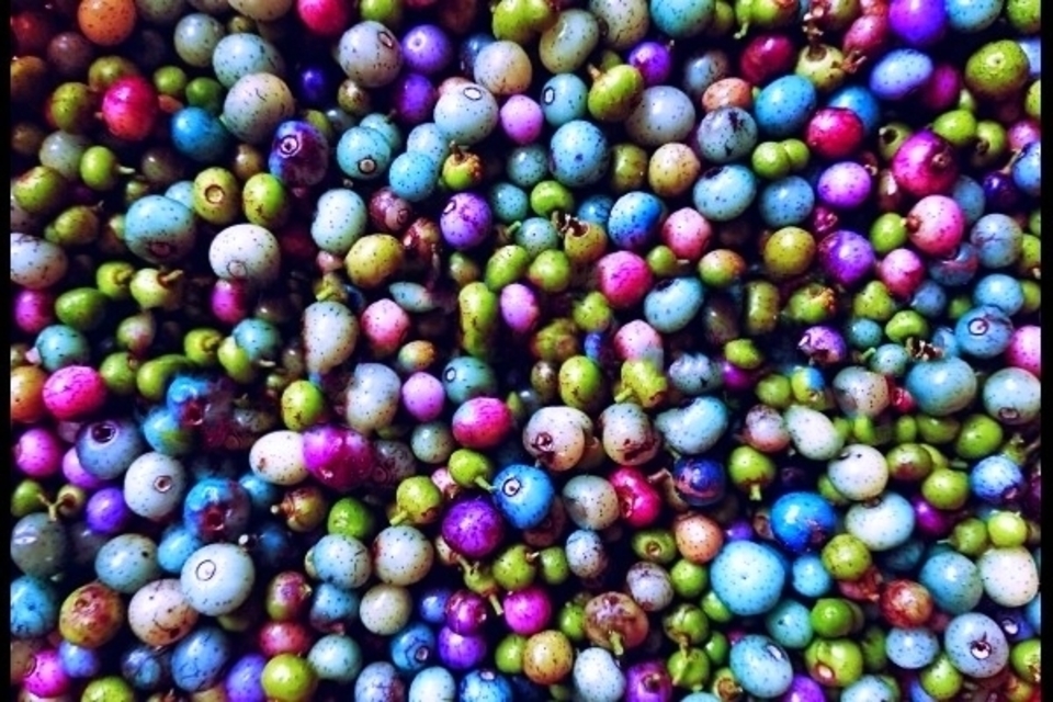 有機JAS認証取得済☆2025年瞬冷凍☆うまぶどう・野ぶどう果実【冷凍