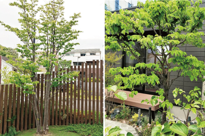 ヤマボウシ（山法師） | 癒樹工房 (ゆうきこうぼう)