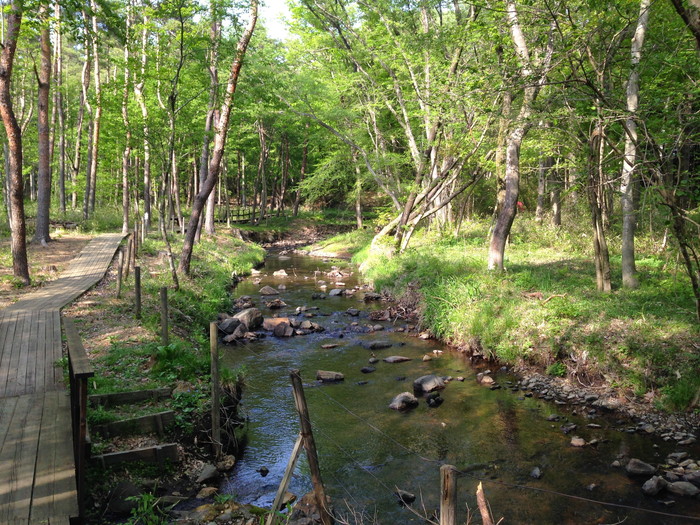 コハウチワカエデ