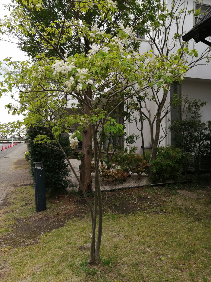 アオダモ（コバノトネリコ） | 癒樹工房 (ゆうきこうぼう)