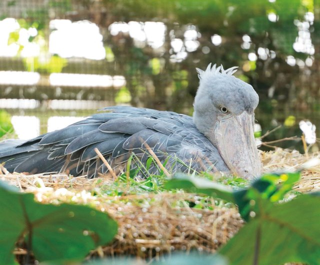 台湾 【YOU+MORE!】神戸どうぶつ王国 ハシビロコウのぬいぐるみ