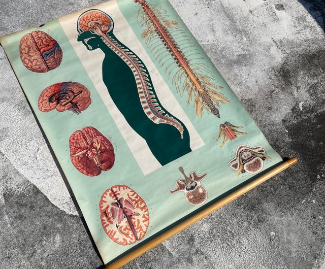 台湾 アンティーク ヴィンテージ 人体解剖学 背骨 吊り下げ絵画 図書館