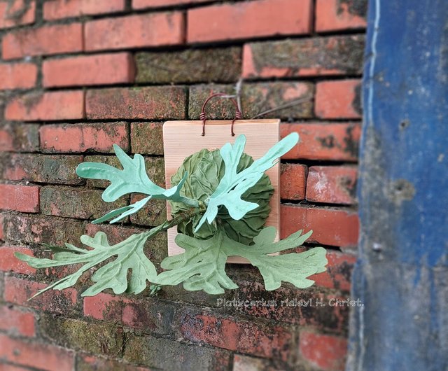 台湾 植物の写真 - アジアン モンキー スタグホーン シダ 壁掛け Rivia