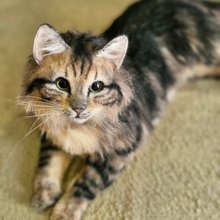 ウクライナ 子猫 リアルで美しい小さなぬいぐるみ アートドール