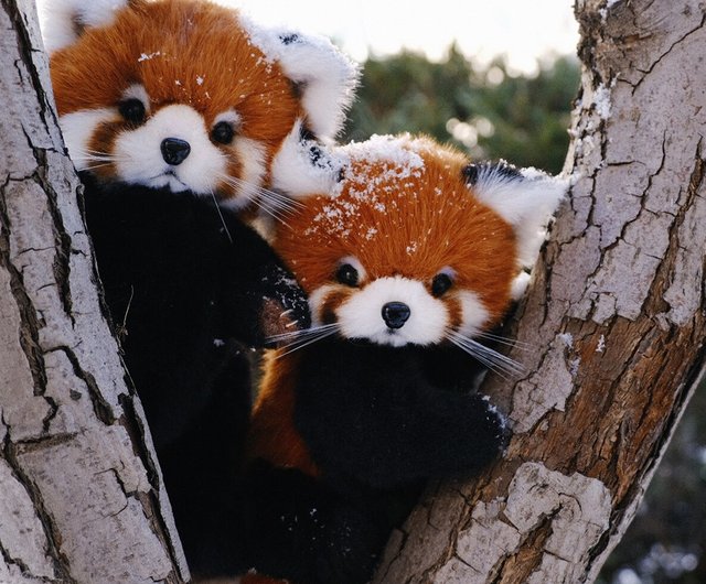 難易度アップグレードシリーズ】かわいいレッサーパンダ/DIY素材パック