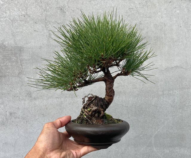 台湾 スケッチ盆栽-ミニブラック01 盆栽ギフト rustic-charm-bonsai