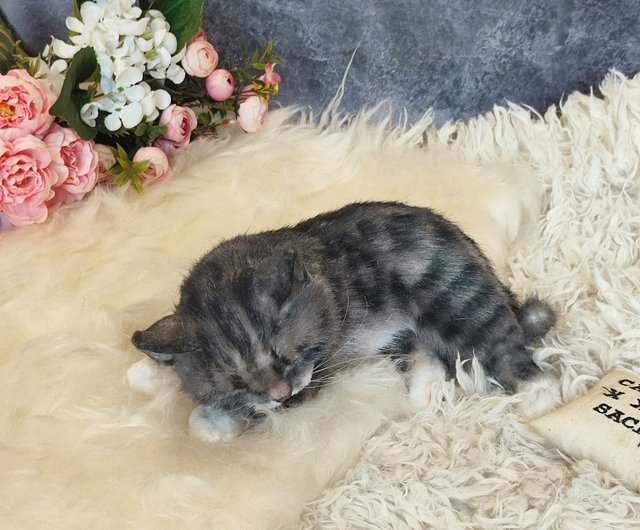 ウクライナ 子猫 リアルで美しい小さなぬいぐるみ アートドール