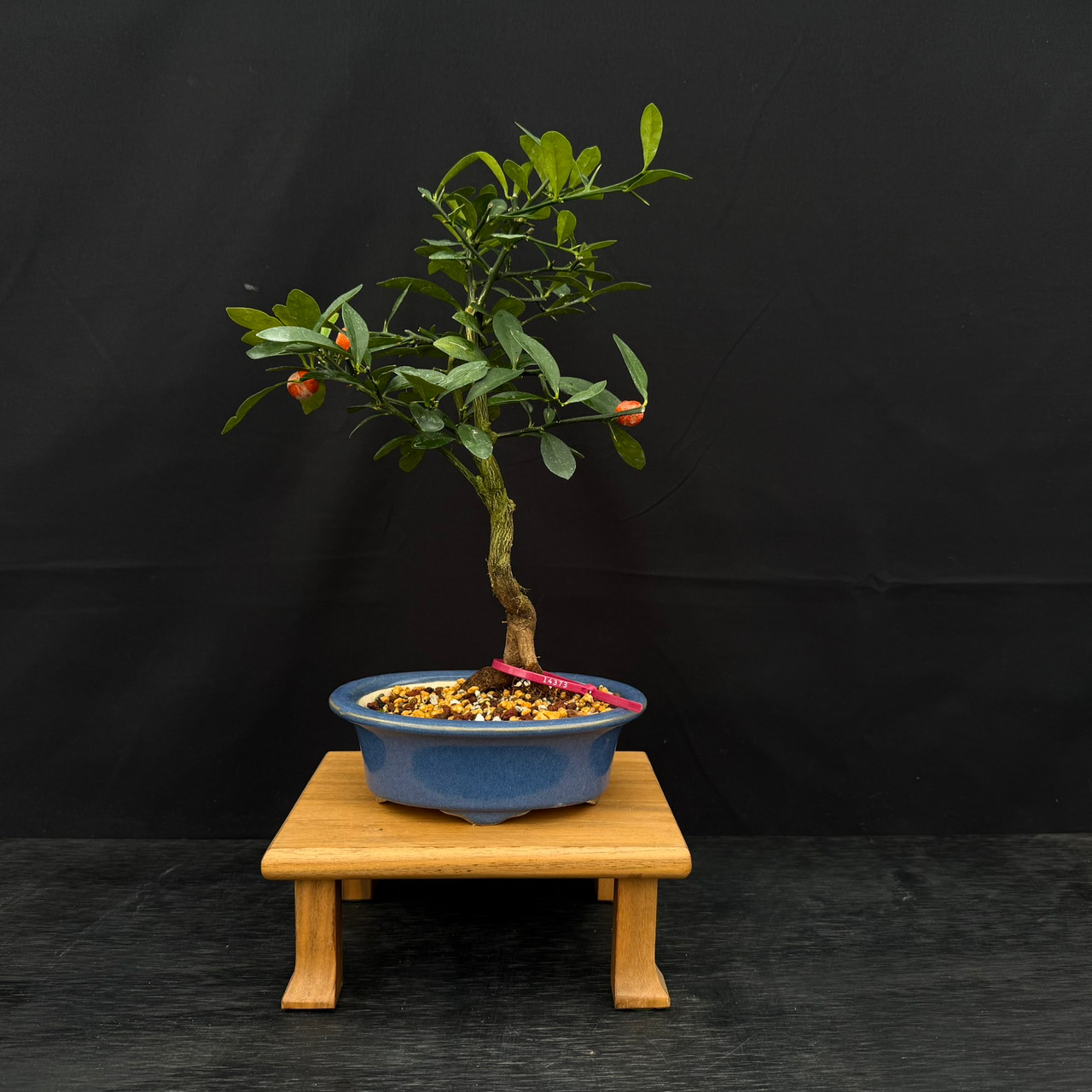 Kinzu 'Fortunella hindsii' Miniature Kumquat Bonsai in a Yixing