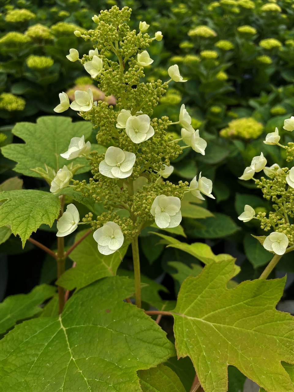 Toy Soldier Oakleaf Hydrangea | Quercifolia