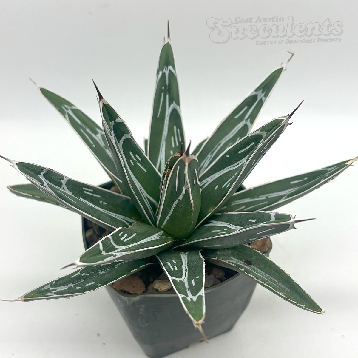 Agave victoria reginae 'Queen Victoria'