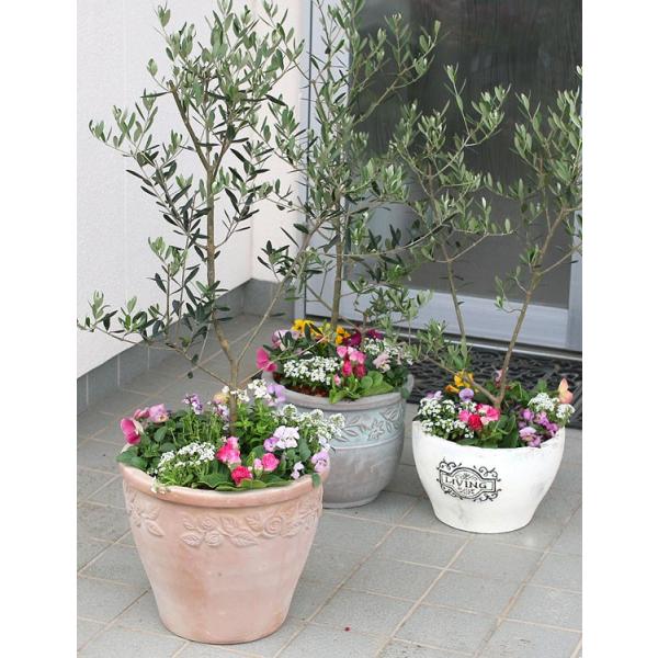 選べる鉢7種類 送料無料 「オリーブの木 〜季節の花を寄せ植え（高さ