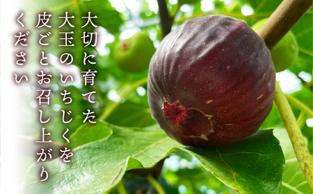 先行予約 完熟 いちじく［極］ 2026年6月～お届け いちじく イチジク
