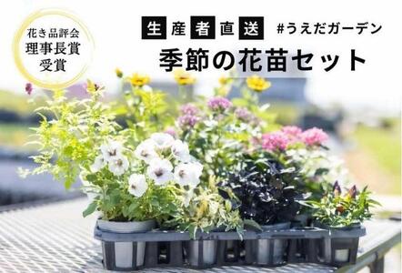 花 季節の花苗 セット 花き品評会理事長賞受賞 花苗 生産者直送 庭