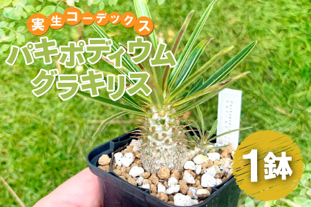 A-961 実生コーデックス(塊根植物)パキポディウムグラキリス1鉢 | 島根