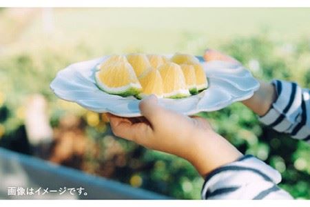 波佐見焼】7寸輪花皿 プレート 白 2枚セット 食器 皿 【イロドリ
