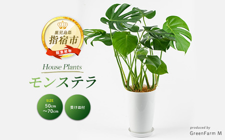 2026年3月上旬～発送【観葉植物】モンステラ50cm～70cm Green Farm M