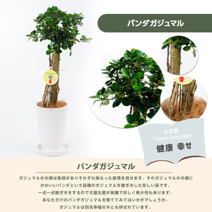 2026年1月中旬～発送【観葉植物】パンダガジュマル 65cm～75cm 前園