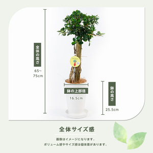 2026年1月中旬～発送【観葉植物】パンダガジュマル 65cm～75cm 前園