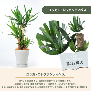 2026年3月上旬～発送【観葉植物】ユッカ・エレファンティペス70cm
