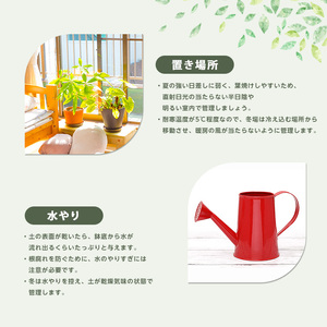2026年1月中旬～発送【観葉植物】観音竹8号鉢 Green Base 035-1502