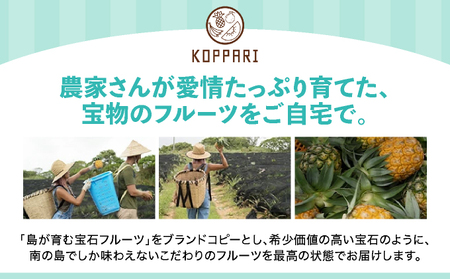石垣島産パイナップル 2～6個 約3kg 《2026年4月下旬発送》 | ふるさと