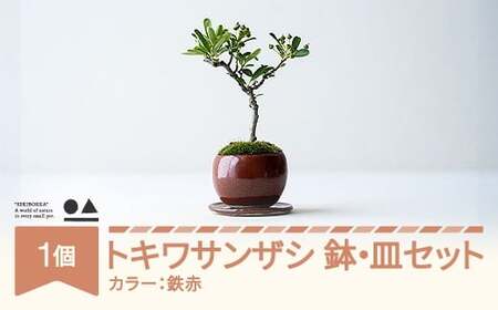 鉢皿色・鉄赤】 トキワサンザシ 常盤山査子 盆栽 植物 石木花 sw