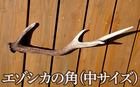 福島町産 エゾシカの角（中サイズ） FKB007 | 北海道福島町 | ふるさと