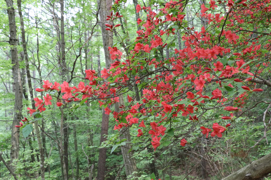 ヤマツツジ