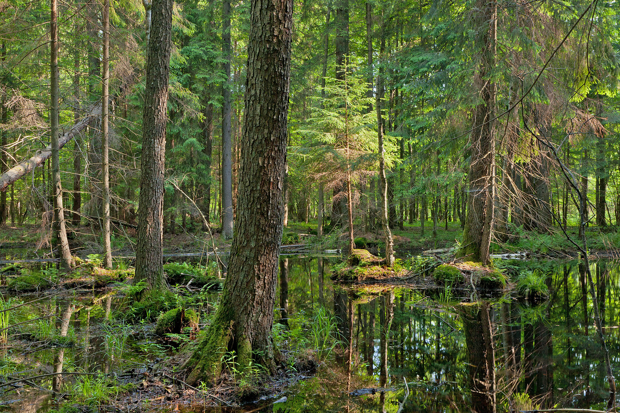 Fate of primeval Bialowieza Forest hangs in the balance - Earth.com