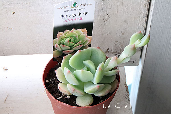 レアな多肉植物がたくさん入荷しています♪