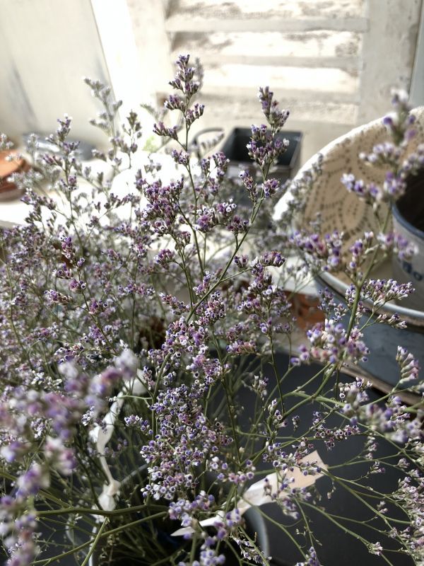 ハイブリッドスターチス ブルーウェーブ - Le Ciel（ル・シエル）