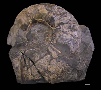 コスマチセラス科のアンモナイト