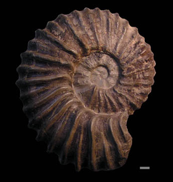 アカントセラス科のアンモナイト