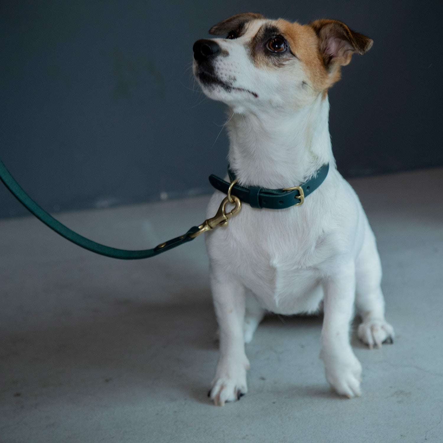 犬用 クラシックレザー 首輪 CITYDOG(シティドッグ) CLASSIC LEATHER